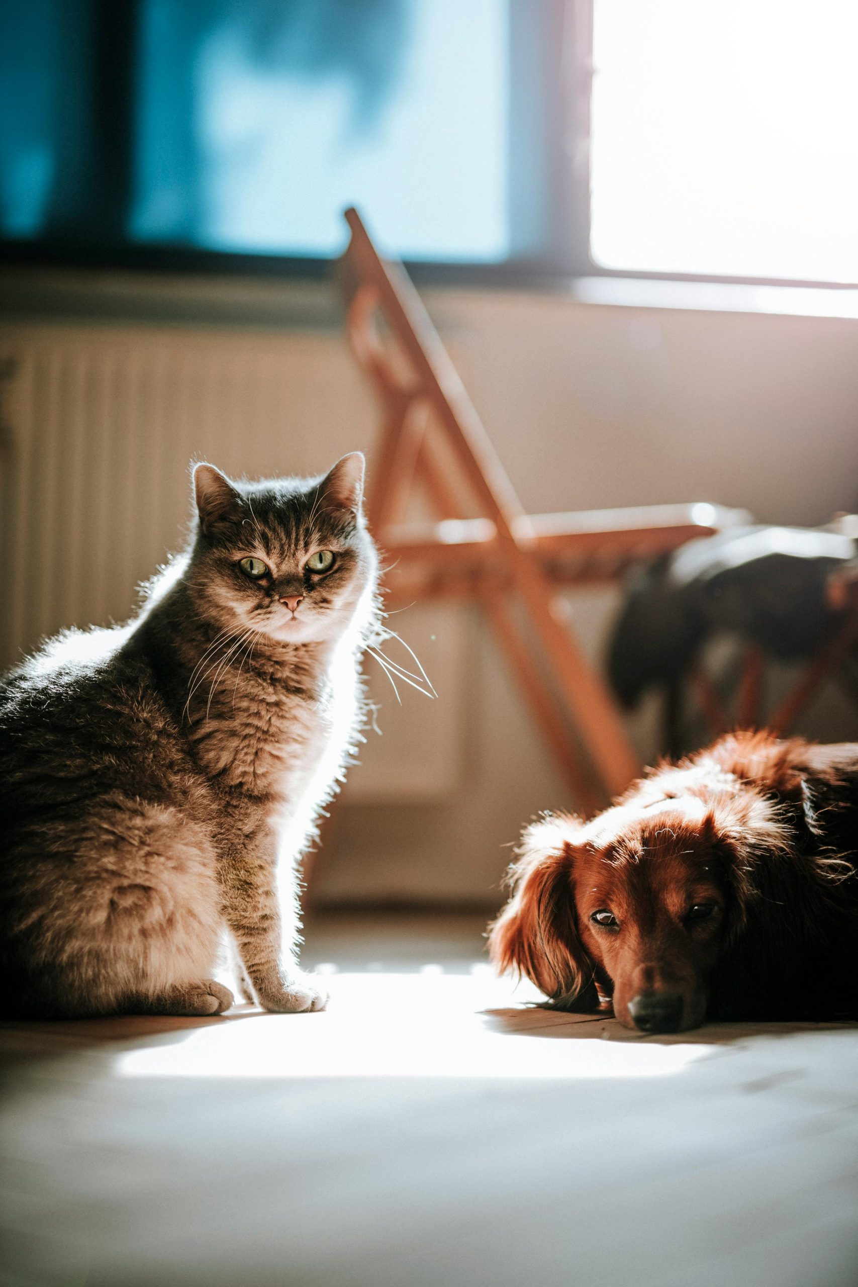 Viral hilarious video of cat and dog 