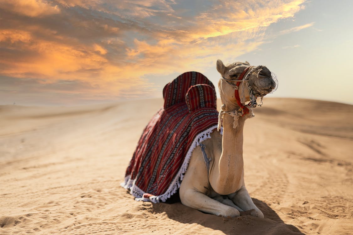 Driver saves camel's life by giving water to it