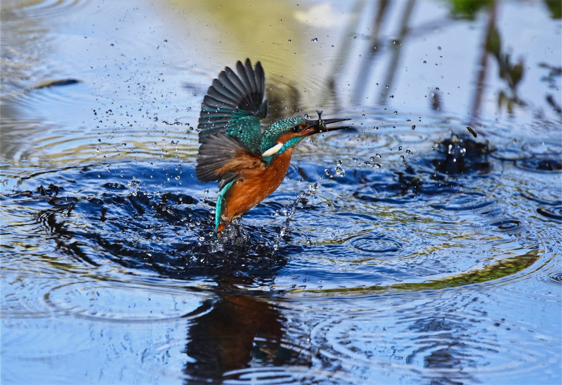 kingfisher rebellious act