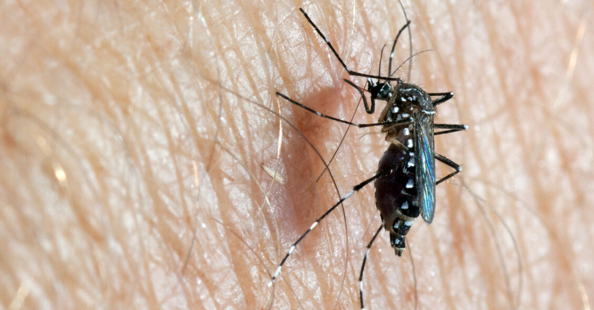Tips To Prevent Dengue Mosquito