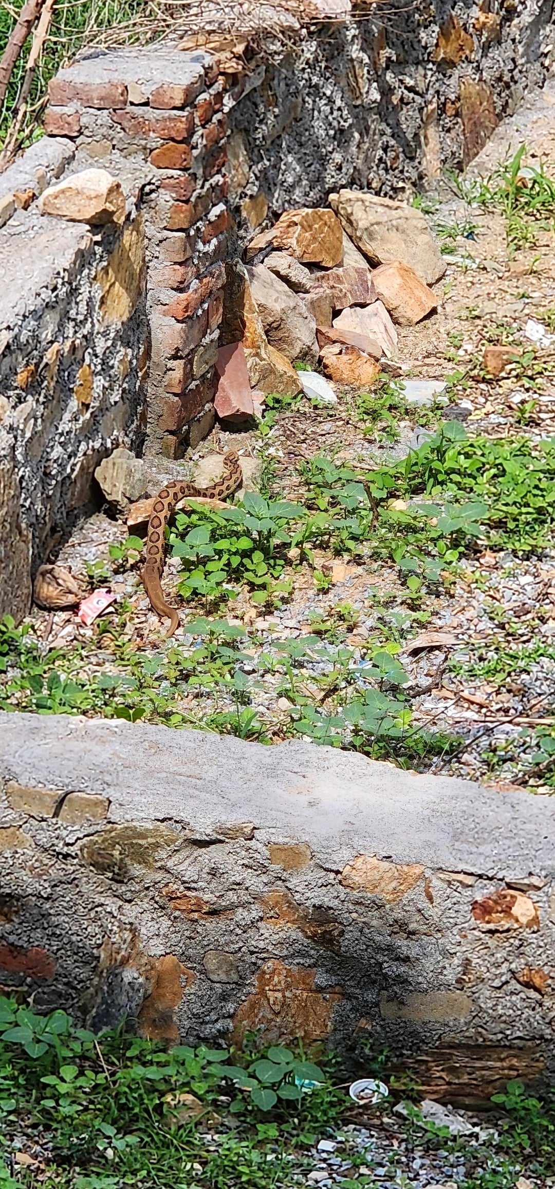 Russell's viper in Udaipur