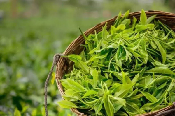 Assam