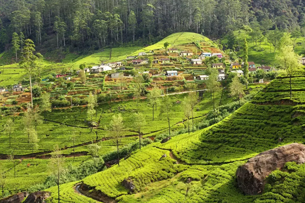 assam4