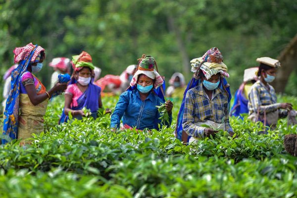 assam5