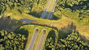 Animal Overpass Corridor 1