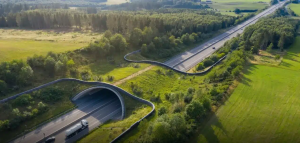 Animal Overpass Corridor 