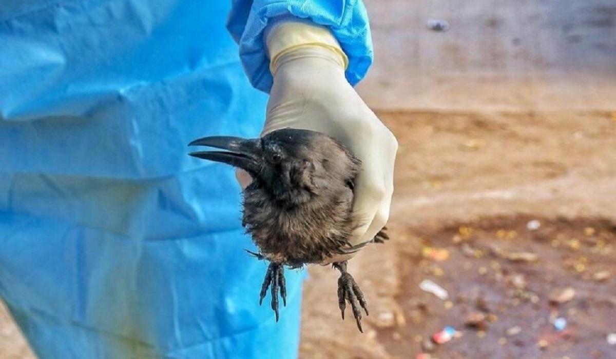 Cambodia Bird flu Cases