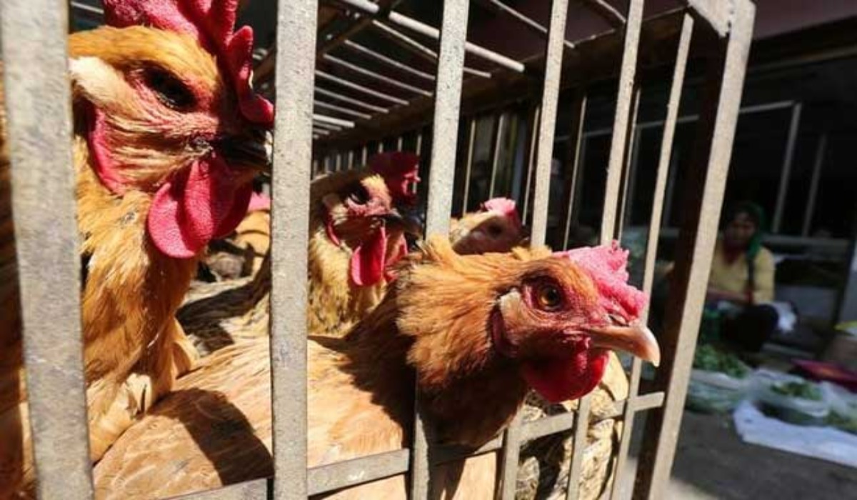 Cambodia Bird flu Cases