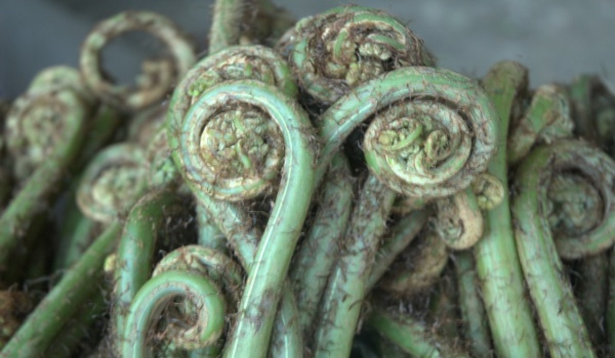 Fiddlehead Fern