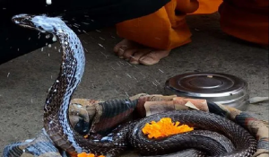 Nag Panchami