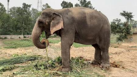 Madhuri Elephant Return