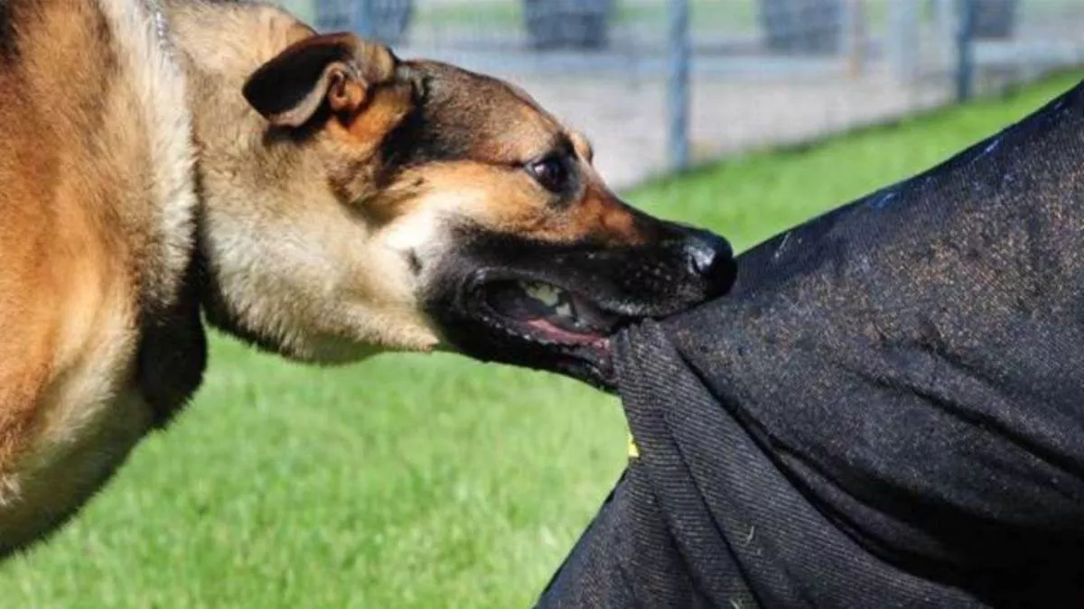 Dog Bite Owner 