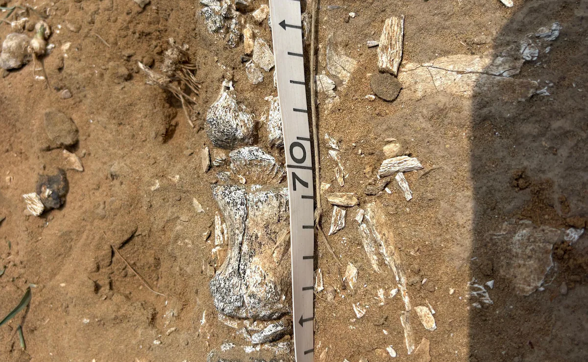 Jaisalmer Phytosaur Fossil