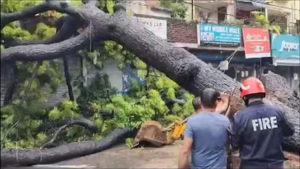 Kalkaji Tree Accident 
