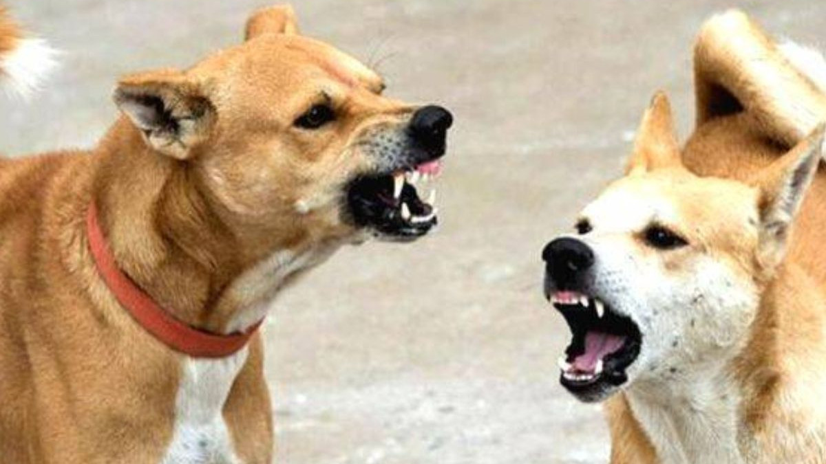 Kanpur Dogs Attack News