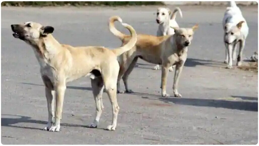 Kanpur Dogs Attack News