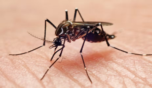 Mosquito Repellent
