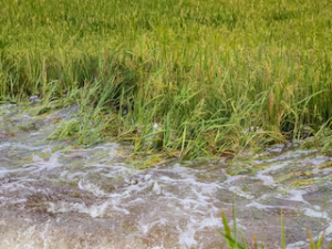 Rabi Crop Compensation
