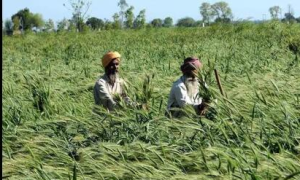 Rabi Crop Compensation