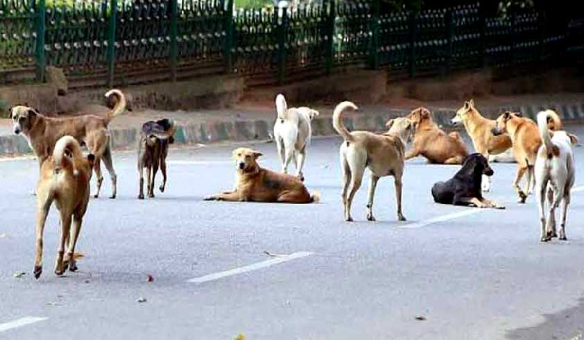 Supreme Court Order on Dogs 