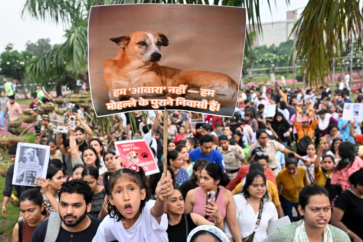Supreme Court Stray Dogs Case live Update