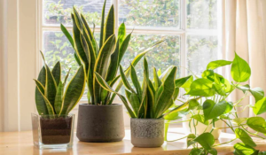 Vastu Plants