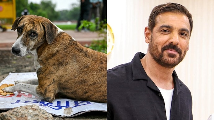 Celebs on Stray Dogs