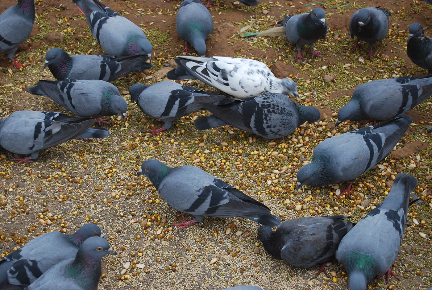 pigeon 