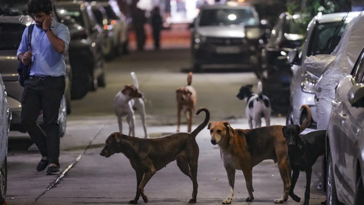street dogs
