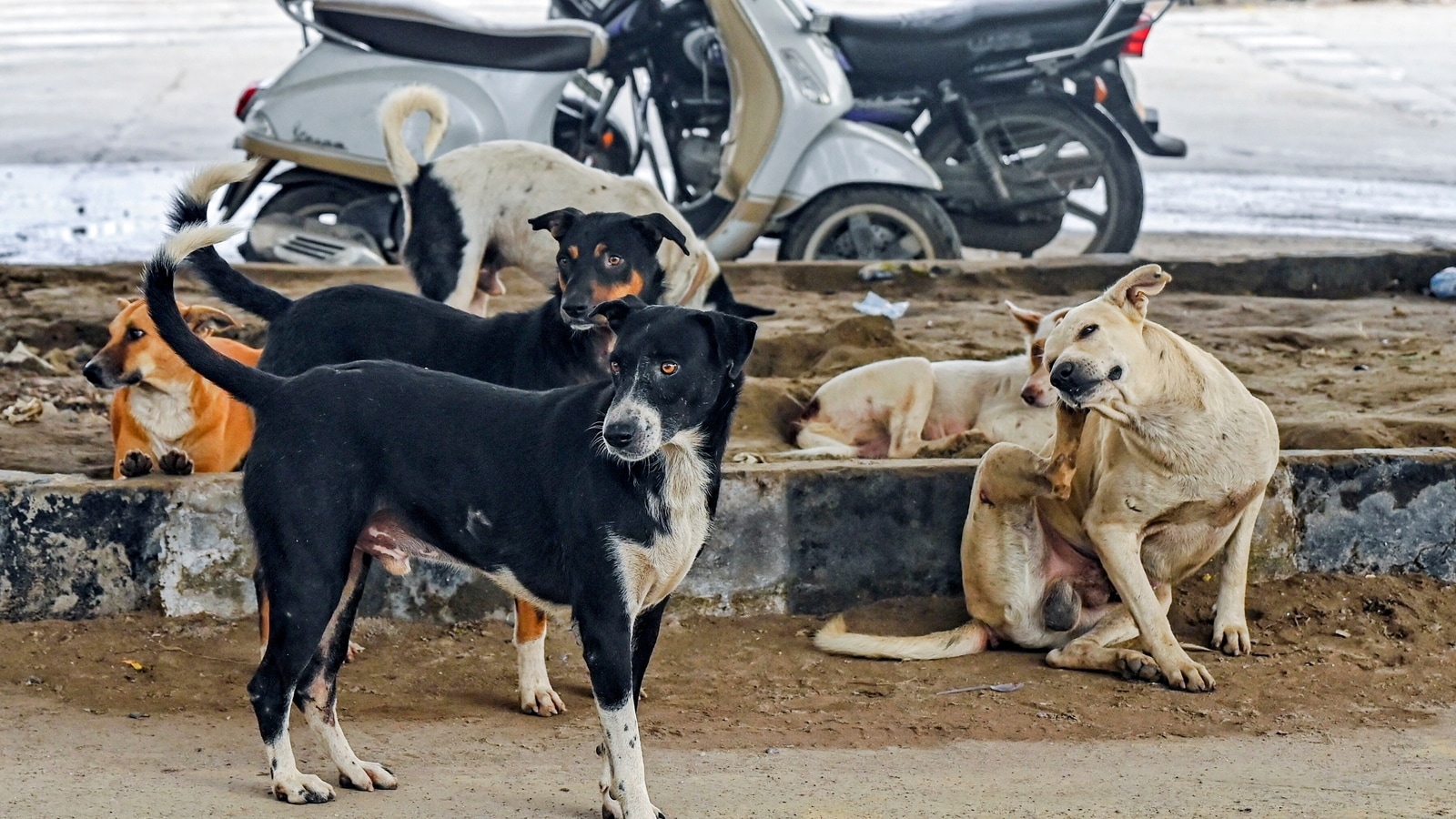 street dogs