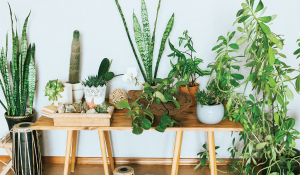 vastu plants