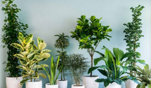 vastu plants
