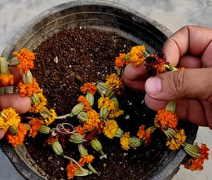 सूखे फूल