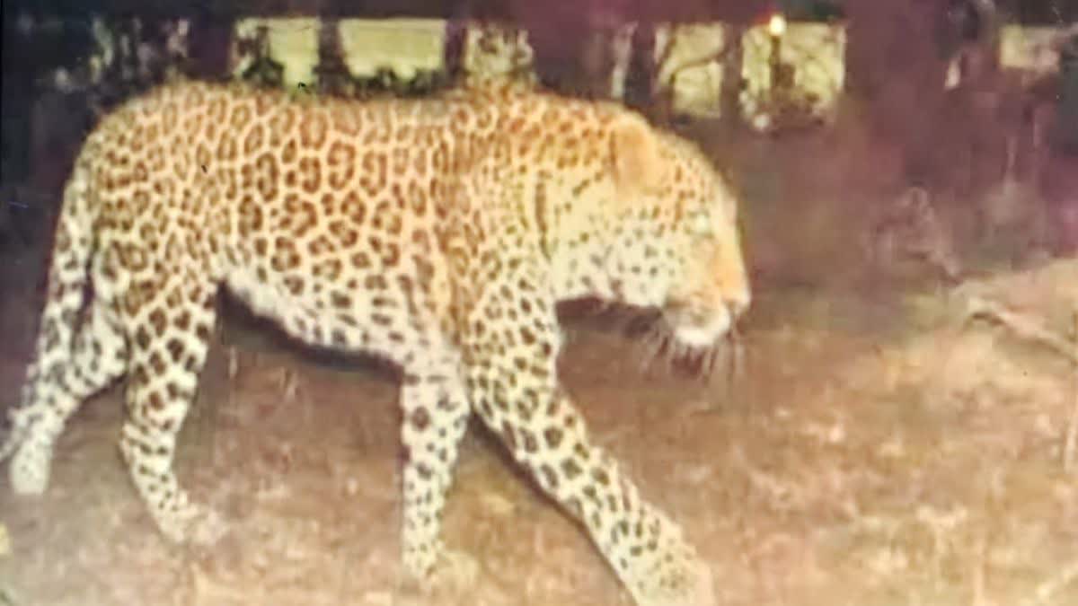 Prayagraj Leopard News
