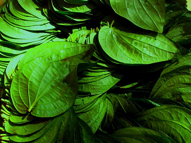 Betel Leaf health benefits