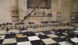 karni mata Temple bikaner