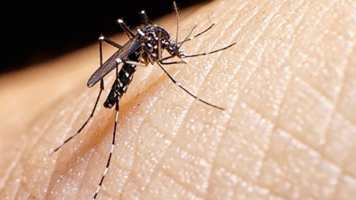 Dengue in Bihar