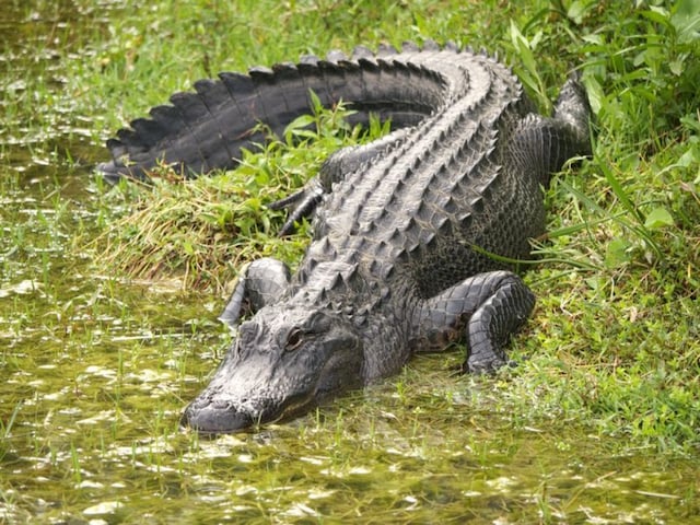 Udaipur Crocodile Attack