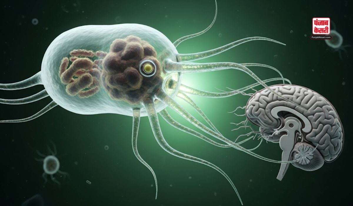 Brain Eating Amoeba