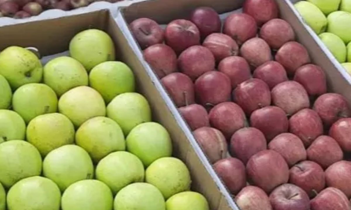 Himachal Apple Farming New Zealand Support