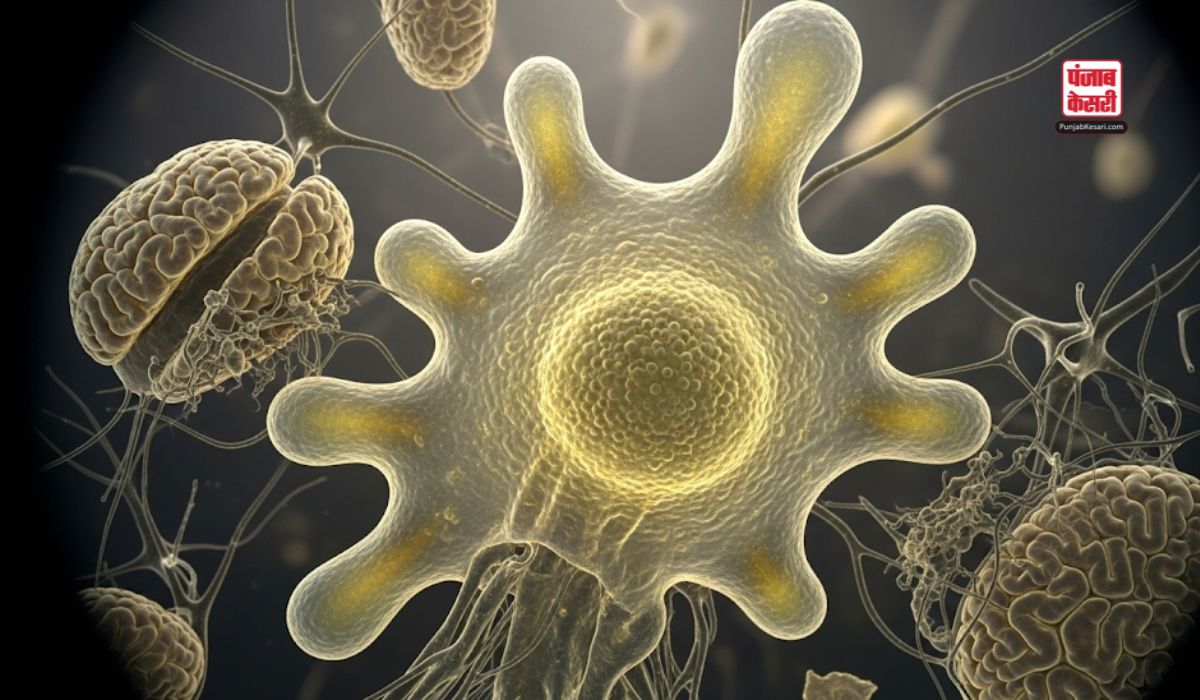 Brain Eating Amoeba