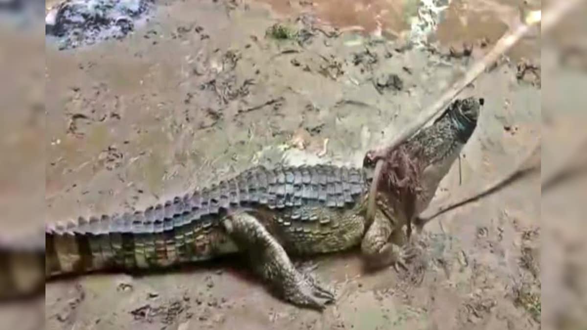 Woman Killed by Crocodile