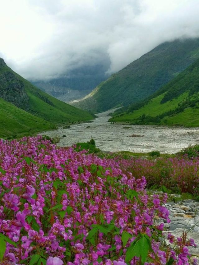 beautiful flower valley in india  फूल देखने के हैं शौकीन  तो भारत की ये 7 जगहों को करें explore