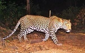 Prayagraj Leopard News