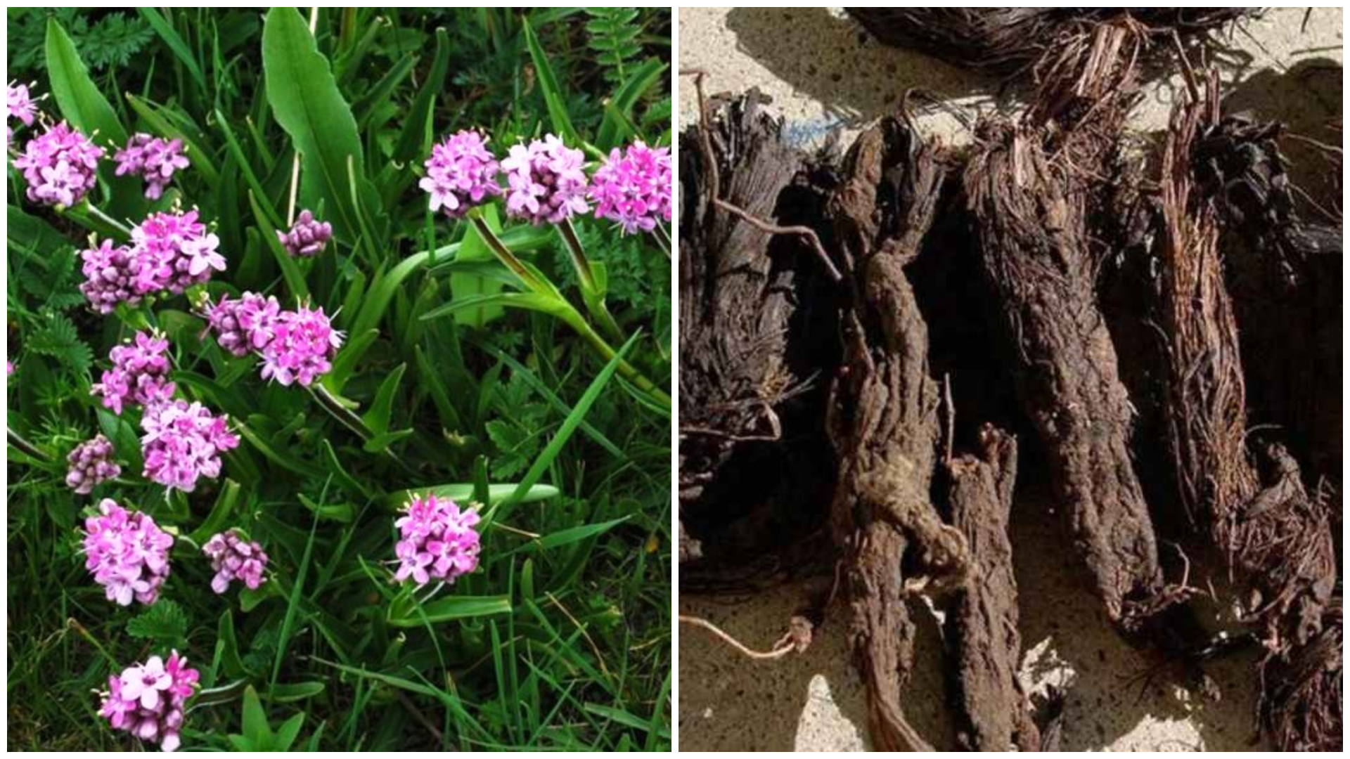 Nepal Herbs and Ayurveda