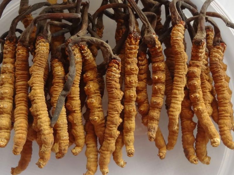 Nepal Herbs and Ayurveda