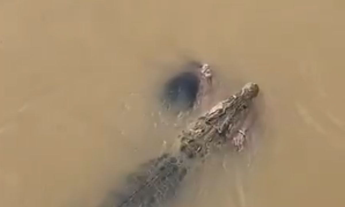 Woman Attacked by Crocodile