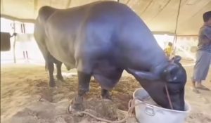 Pushkar Mela buffalo