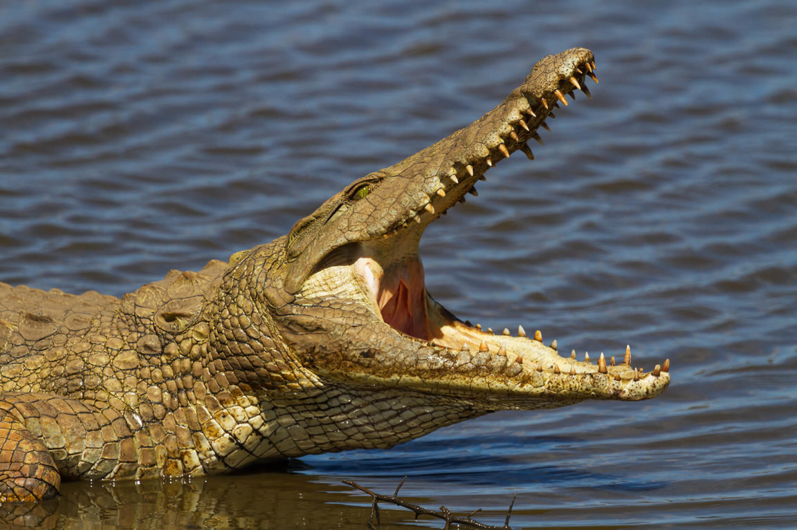 Woman Attacked by Crocodile