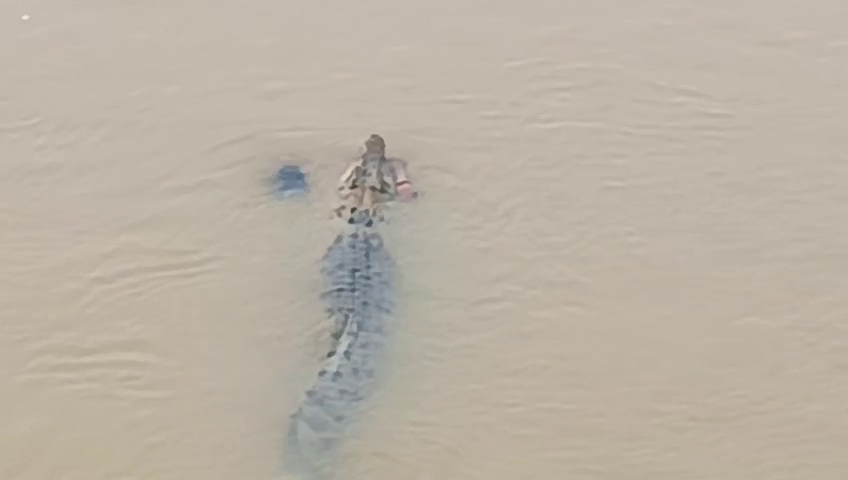 Woman Attacked by Crocodile